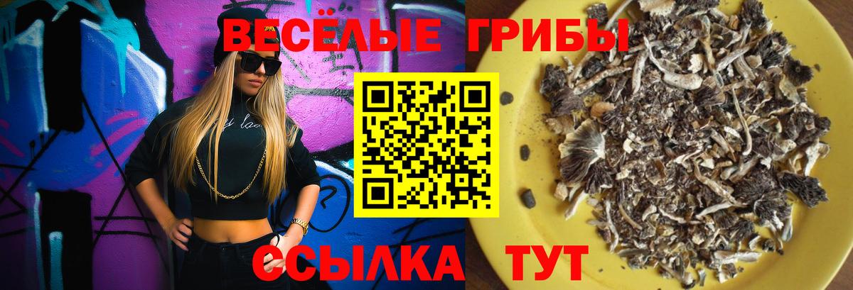 Галлюциногенные грибы Psilocybe Петрозаводск